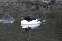 Mergus merganser merganser