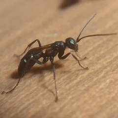 Cryptocheilus fabricii