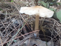Fungi