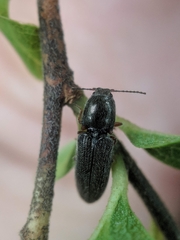 Limonius basilaris