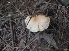 Fungi