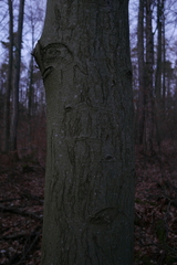 Zimmermannia liebwerdella