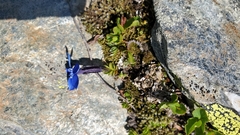 Gentiana bavarica subacaulis