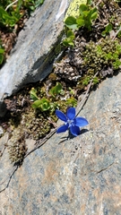 Gentiana bavarica subacaulis