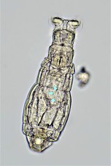 Macrotrachela ehrenbergii