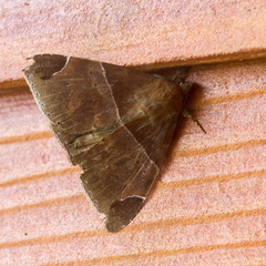 Ophisma