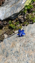 Gentiana bavarica subacaulis