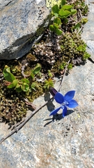 Gentiana bavarica subacaulis