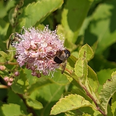 Phasia aurulans