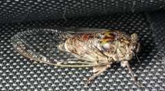 Cicada orni