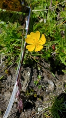 Potentilla aurea