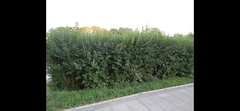 Ligustrum vulgare