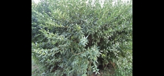 Ligustrum vulgare