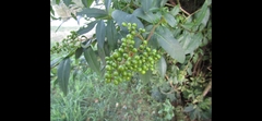 Ligustrum vulgare