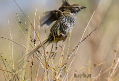 Poodytes punctatus vealeae