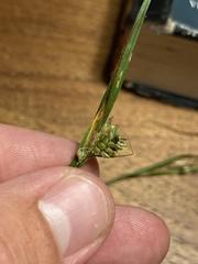 Carex pallescens