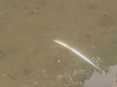 Lepturacanthus savala