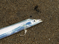 Lepturacanthus savala