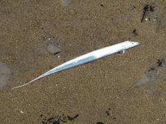 Lepturacanthus savala