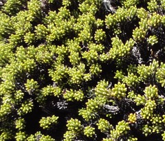 Celmisia ramulosa tuberculata