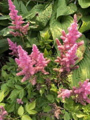 Astilbe × arendsii