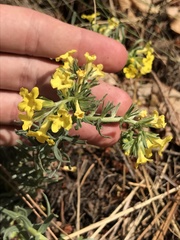Lithospermum cobrense