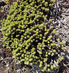 Celmisia ramulosa tuberculata