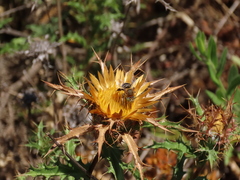 Anthophora fulvodimidiata