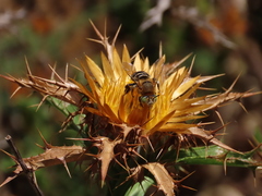 Anthophora fulvodimidiata