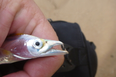 Lepturacanthus savala