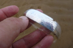 Lepturacanthus savala