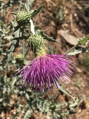 Cirsium wheeleri
