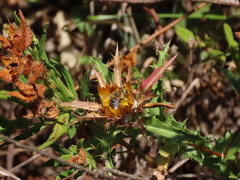 Anthophora fulvodimidiata