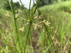 Cyperus dentatus