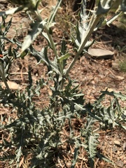 Cirsium wheeleri