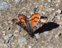 Epirrhoe plebeculata