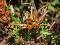 Anthophora fulvodimidiata