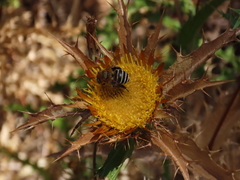 Anthophora fulvodimidiata