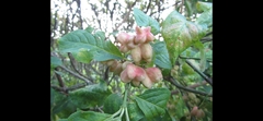 Euonymus europaeus