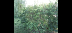 Euonymus europaeus