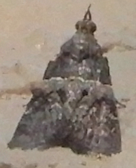 Satole ligniperdalis