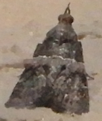 Satole ligniperdalis