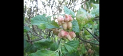 Euonymus europaeus