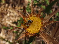 Anthophora fulvodimidiata