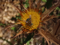Anthophora fulvodimidiata
