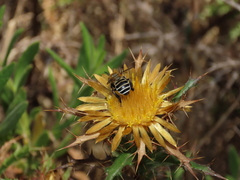 Anthophora fulvodimidiata