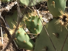 Opuntia semispinosa