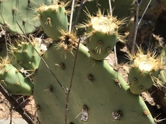 Opuntia semispinosa