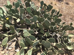 Opuntia semispinosa