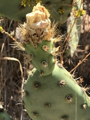 Opuntia semispinosa
